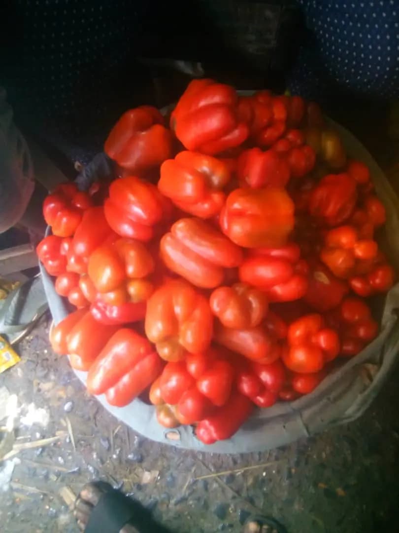 Bowl of freshly picked red peppers