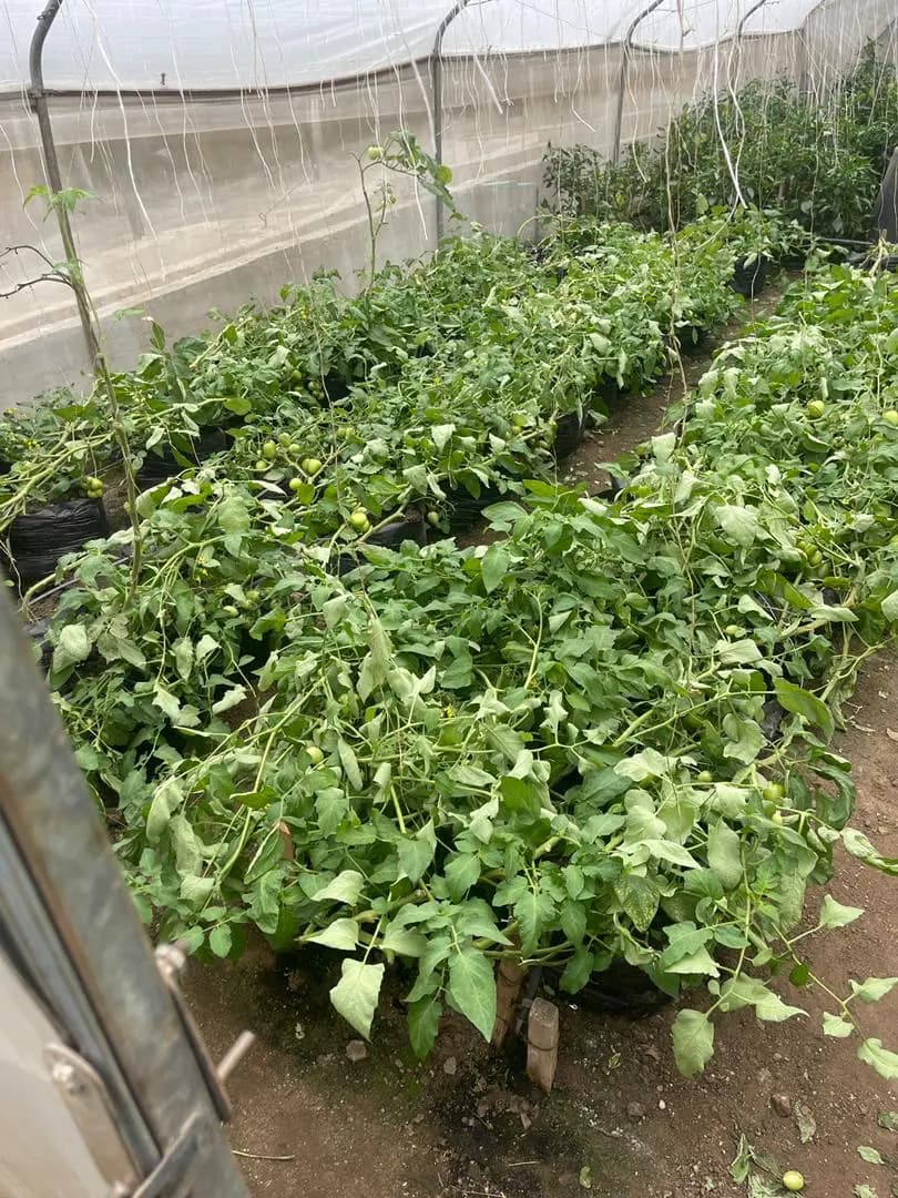 Healthy crop rows in commercial production