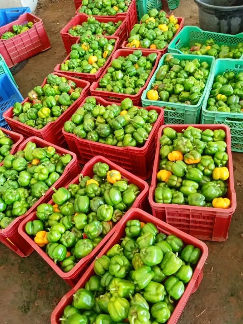 Crates of fresh produce ready for market