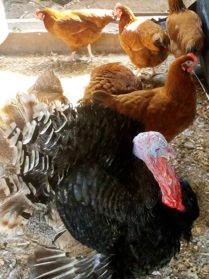 Poultry in an integrated farming enterprise