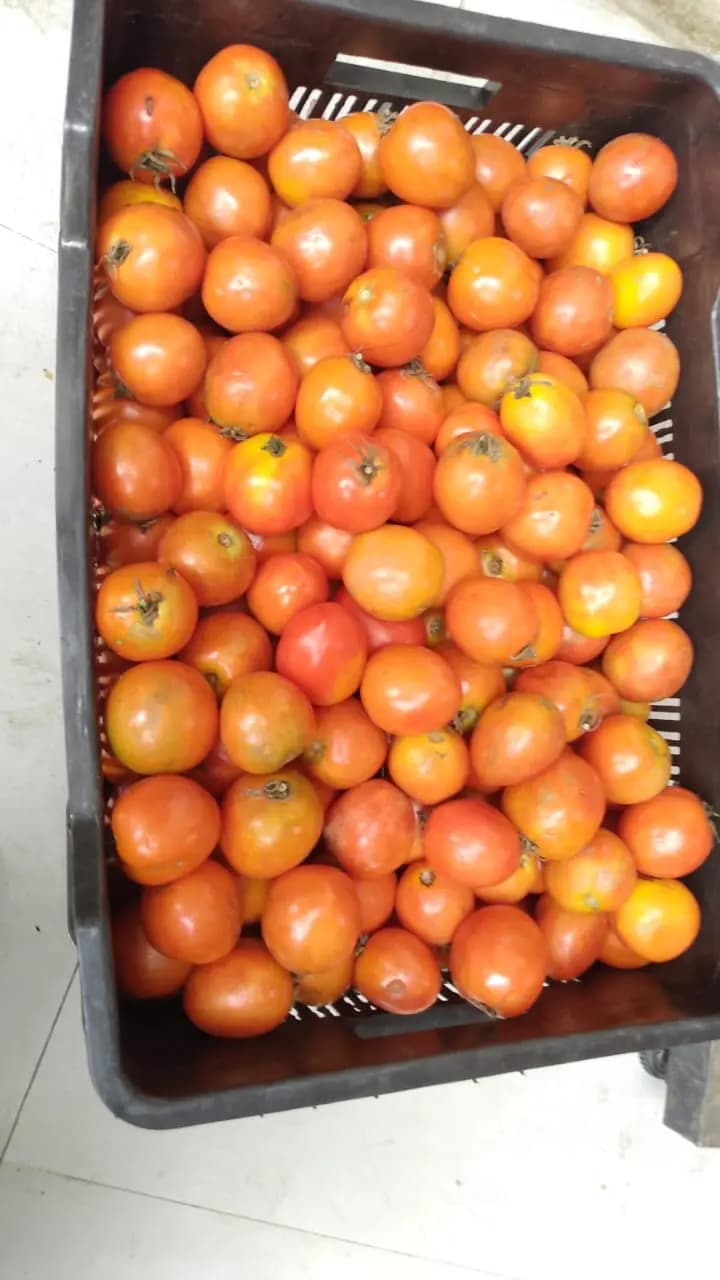 Freshly harvested tomatoes